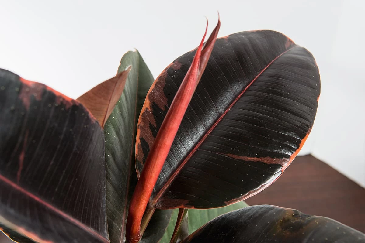 Perfect Plants Ficus Elastica ‘Ruby’ 2 Perfect Plants Ficus Elastica ‘Ruby’