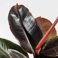 Perfect Plants Ficus Elastica ‘Ruby’ 9 Perfect Plants Ficus Elastica ‘Ruby’