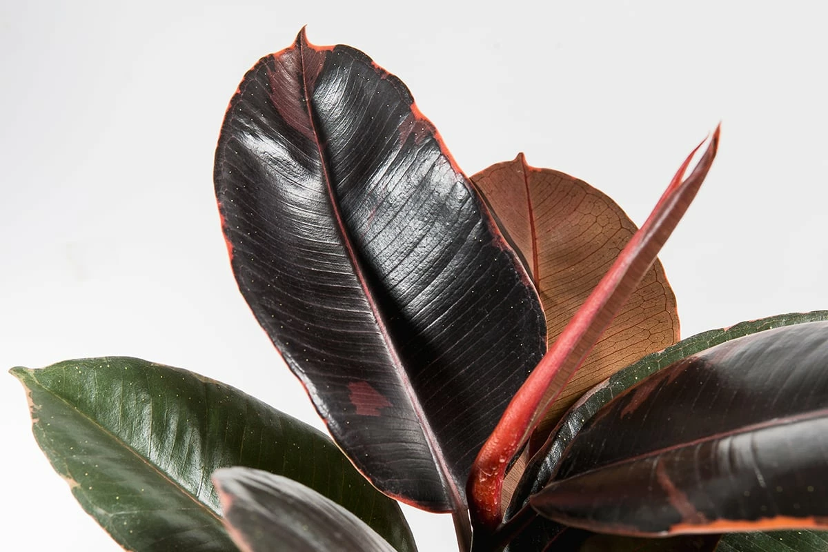 Perfect Plants Ficus Elastica ‘Ruby’ 4 Perfect Plants Ficus Elastica ‘Ruby’