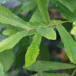 Perfect Plants All Trees Sawtooth Oak Tree 6 Perfect Plants All Trees Sawtooth Oak Tree