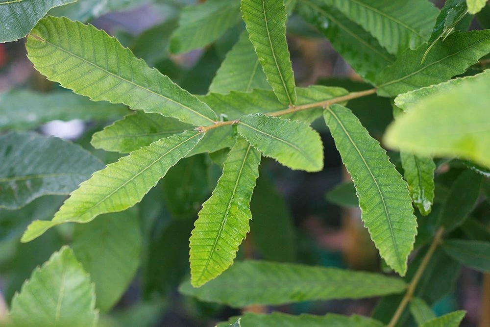 Perfect Plants All Trees Sawtooth Oak Tree 3 Perfect Plants All Trees Sawtooth Oak Tree