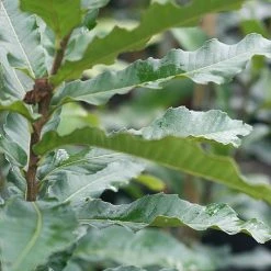 Perfect Plants All Trees Sawtooth Oak Tree 7 Perfect Plants All Trees Sawtooth Oak Tree