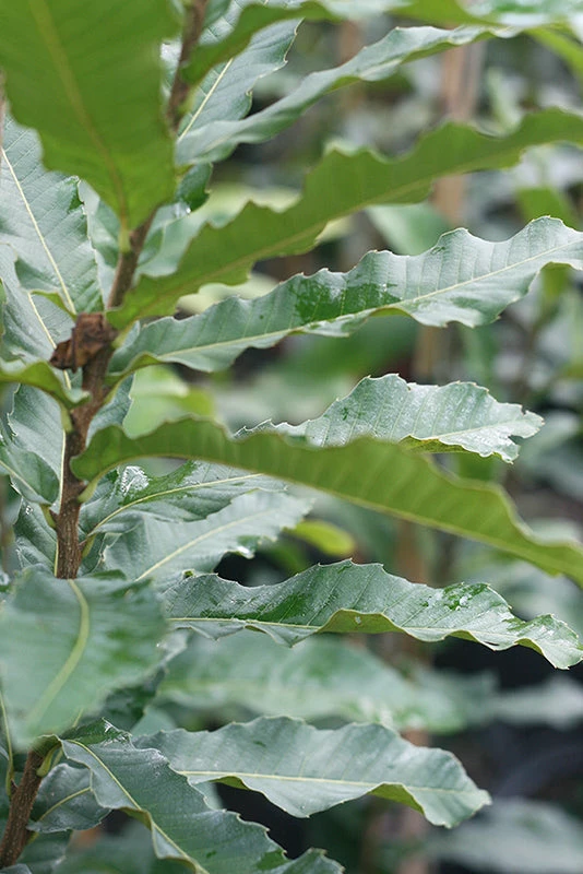 Perfect Plants All Trees Sawtooth Oak Tree 4 Perfect Plants All Trees Sawtooth Oak Tree