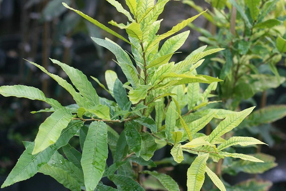 Perfect Plants All Trees Sawtooth Oak Tree 2 Perfect Plants All Trees Sawtooth Oak Tree