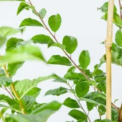 Perfect Plants Scarlet Beauty Plum Tree Plum Trees