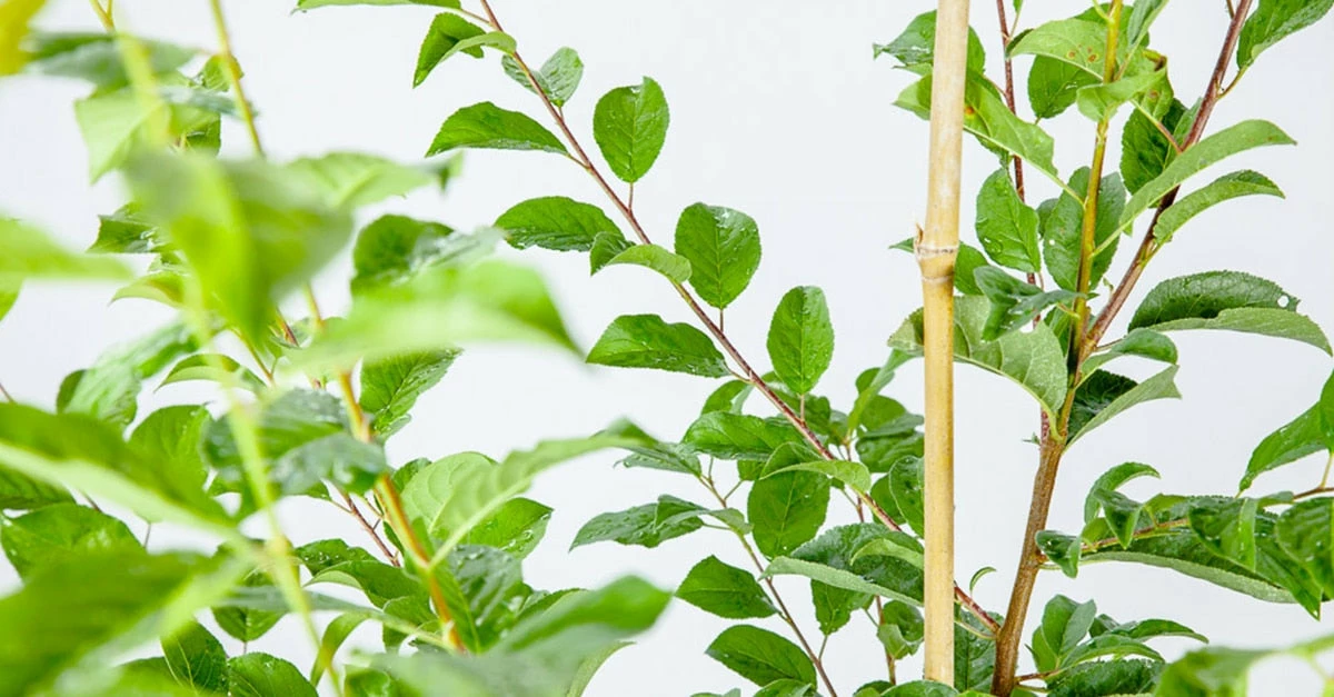 Perfect Plants Scarlet Beauty Plum Tree Plum Trees 2 Perfect Plants Scarlet Beauty Plum Tree Plum Trees