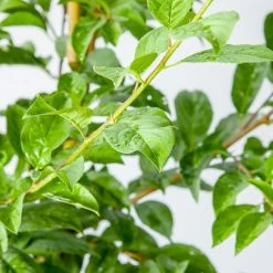 Perfect Plants Scarlet Beauty Plum Tree Plum Trees 6 Perfect Plants Scarlet Beauty Plum Tree Plum Trees