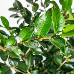 Perfect Plants All Shrubs & Hedges Shishi Gashira Camellia