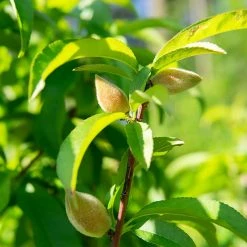 Perfect Plants Snowbrite White Peach Tree All Fruit & Nut Trees