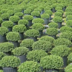 Perfect Plants Soft Touch Holly Shrub Ilex Crenata All Shrubs & Hedges