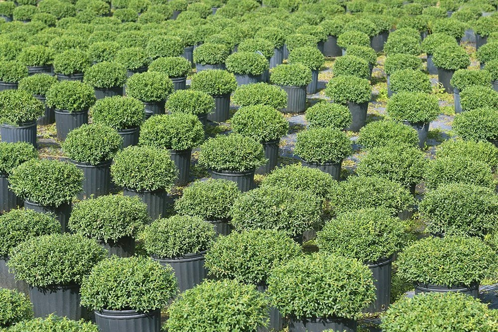 Perfect Plants Soft Touch Holly Shrub Ilex Crenata All Shrubs & Hedges 2 Perfect Plants Soft Touch Holly Shrub Ilex Crenata All Shrubs & Hedges