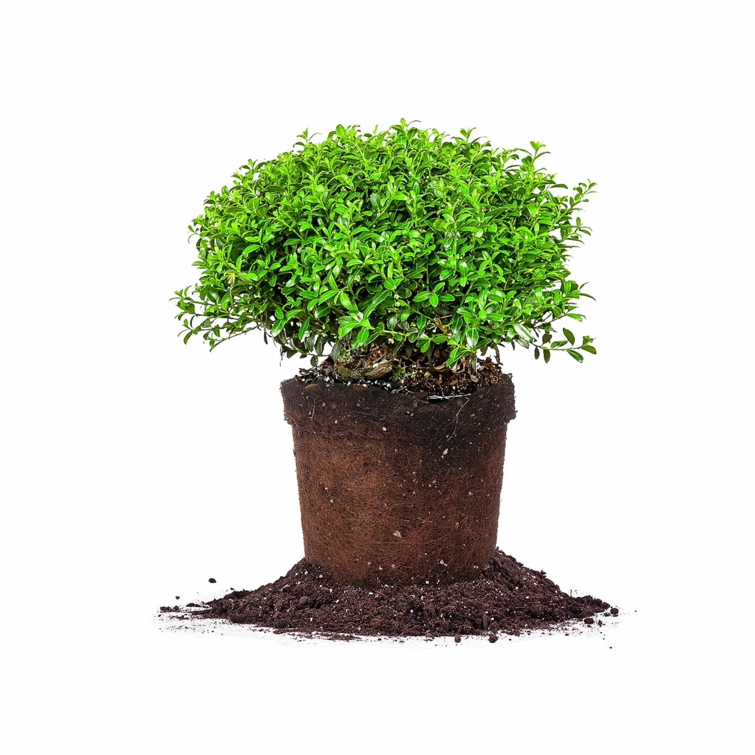 Perfect Plants Soft Touch Holly Shrub Ilex Crenata All Shrubs & Hedges 1 Perfect Plants Soft Touch Holly Shrub Ilex Crenata All Shrubs & Hedges