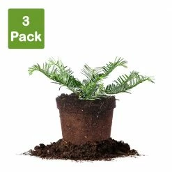 Perfect Plants Cephalotaxus Spreading Yew Shrub