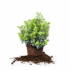 Perfect Plants Spring Bouquet Viburnum