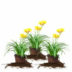 Perfect Plants All Shrubs & Hedges Stella De Oro Daylily Shrub