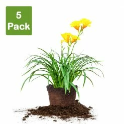 Perfect Plants All Shrubs & Hedges Stella De Oro Daylily Shrub