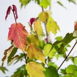 Perfect Plants Summer Red Maple Tree All Trees