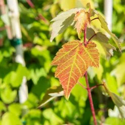 Perfect Plants Summer Red Maple Tree All Trees