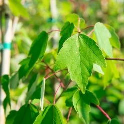 Perfect Plants Summer Red Maple Tree All Trees