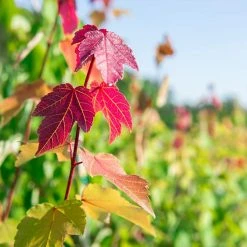 Perfect Plants Summer Red Maple Tree All Trees