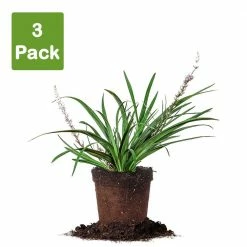 Perfect Plants LIRIOPE SUPER BLUE SHRUB Liriope Shrubs