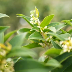 Perfect Plants Flowering Shrubs Fragrant Tea Olive Tree