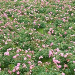 Perfect Plants Drift® Roses Sweet Drift® Rose Bush