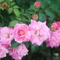 Perfect Plants Drift® Roses Sweet Drift® Rose Bush