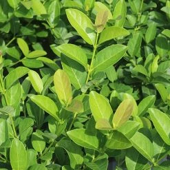 Perfect Plants Sweet Viburnum 12 Perfect Plants Sweet Viburnum