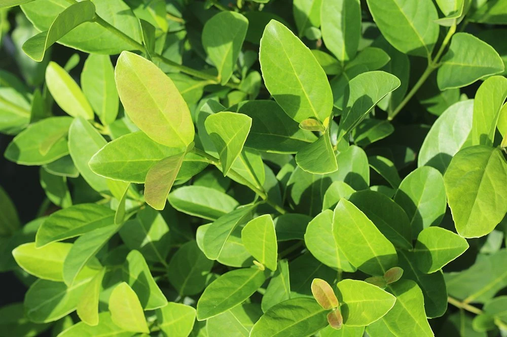 Perfect Plants Sweet Viburnum 7 Perfect Plants Sweet Viburnum