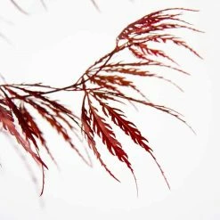 Perfect Plants Weeping Tamukeyama Japanese Maple Tree 7 Perfect Plants Weeping Tamukeyama Japanese Maple Tree