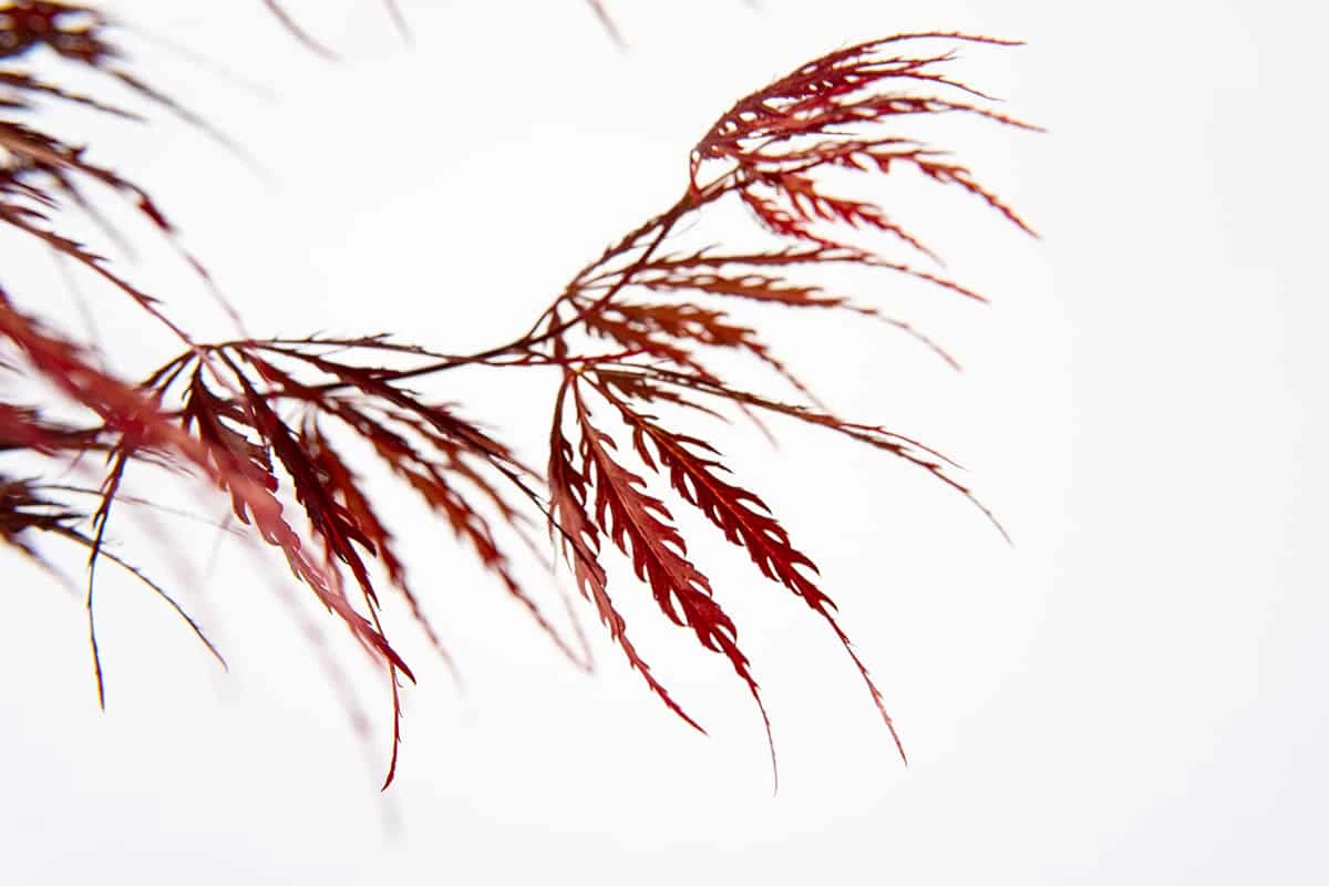 Perfect Plants Weeping Tamukeyama Japanese Maple Tree 3 Perfect Plants Weeping Tamukeyama Japanese Maple Tree