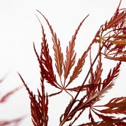 Perfect Plants Weeping Tamukeyama Japanese Maple Tree 8 Perfect Plants Weeping Tamukeyama Japanese Maple Tree