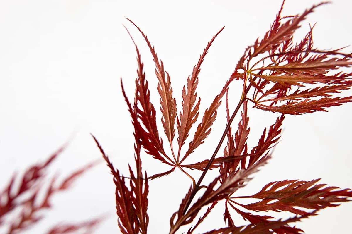 Perfect Plants Weeping Tamukeyama Japanese Maple Tree 4 Perfect Plants Weeping Tamukeyama Japanese Maple Tree