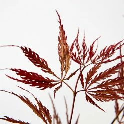 Perfect Plants Weeping Tamukeyama Japanese Maple Tree 9 Perfect Plants Weeping Tamukeyama Japanese Maple Tree