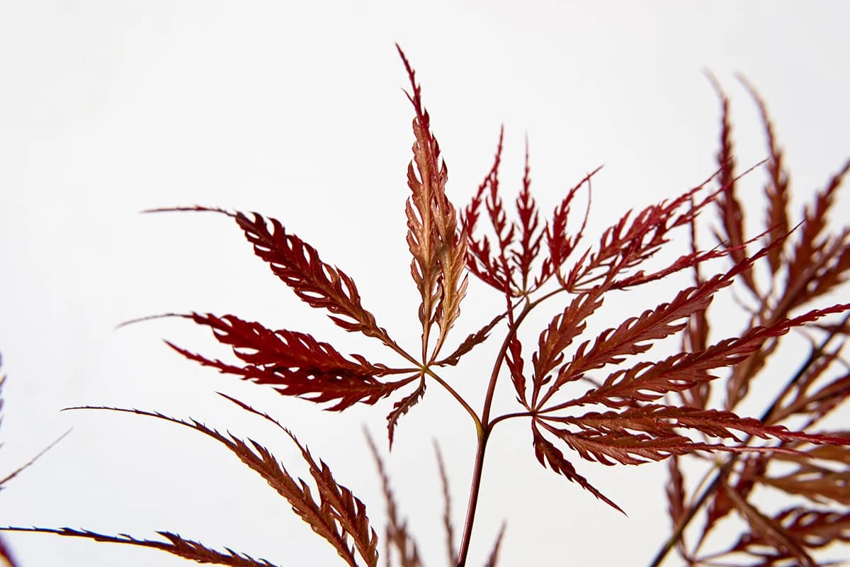 Perfect Plants Weeping Tamukeyama Japanese Maple Tree 5 Perfect Plants Weeping Tamukeyama Japanese Maple Tree