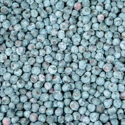 Perfect Plants Assortment Of 3 Blueberry Bushes For Best Cross Pollination