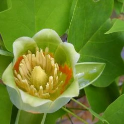 Perfect Plants All Trees Tulip Poplar Tree