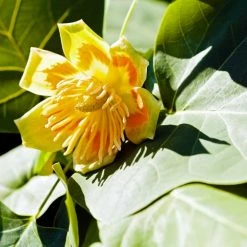 Perfect Plants All Trees Tulip Poplar Tree