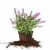 Perfect Plants Flutterby Petite® Tutti Fruitti Butterfly Bush