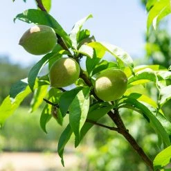 Perfect Plants Snowbrite White Peach Tree All Fruit & Nut Trees