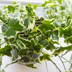 Perfect Plants Variegated English Ivy All Houseplants
