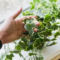 Perfect Plants Variegated English Ivy All Houseplants