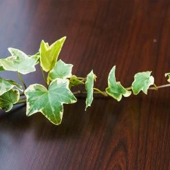 Perfect Plants Variegated English Ivy All Houseplants