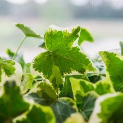 Perfect Plants Variegated English Ivy All Houseplants