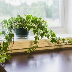 Perfect Plants Variegated English Ivy All Houseplants