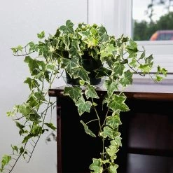 Perfect Plants Variegated English Ivy All Houseplants