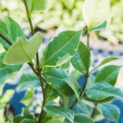 Perfect Plants Variegated Star Jasmine Vine 7 Perfect Plants Variegated Star Jasmine Vine