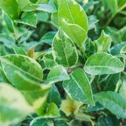 Perfect Plants Variegated Star Jasmine Vine