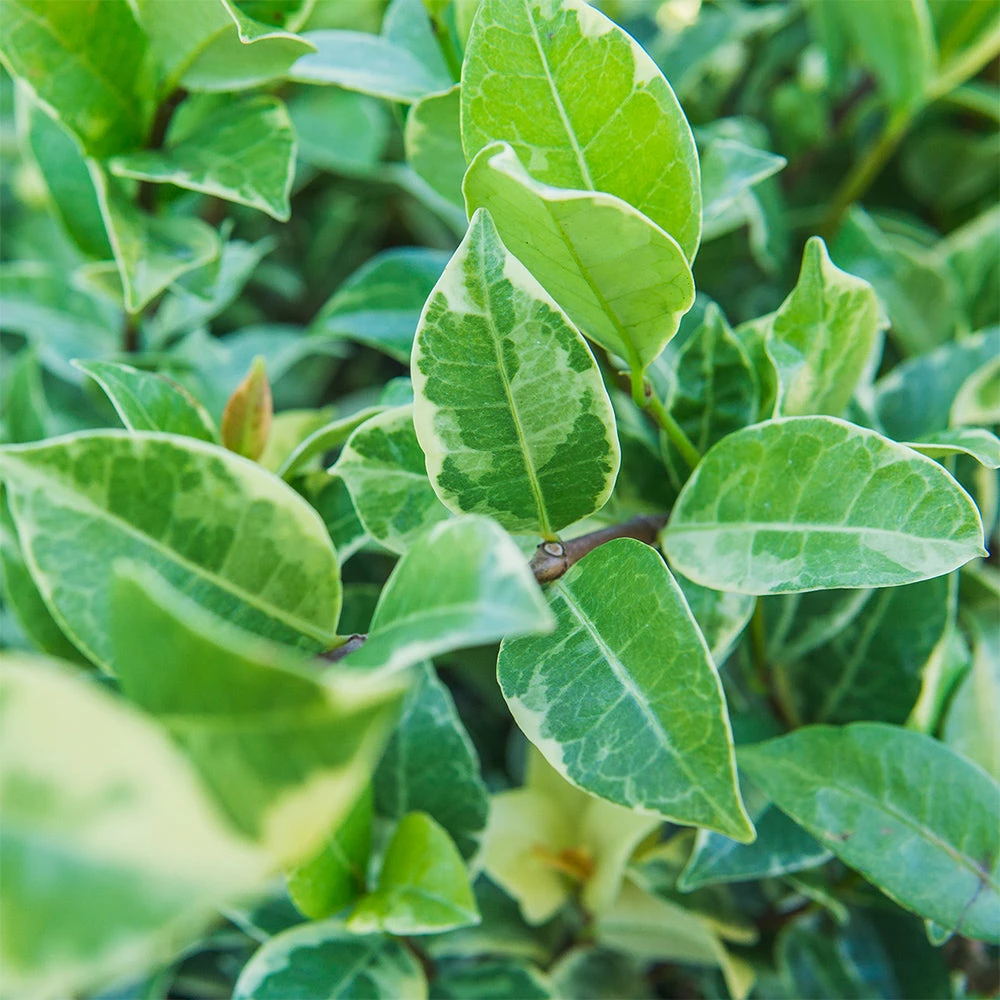 Perfect Plants Variegated Star Jasmine Vine 2 Perfect Plants Variegated Star Jasmine Vine